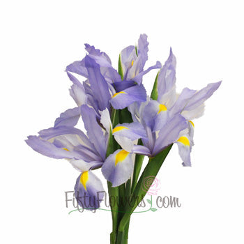 Iris Light Blue Flower