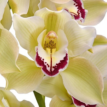 Cymbidium Orchids Light Green Dark Pink Lip