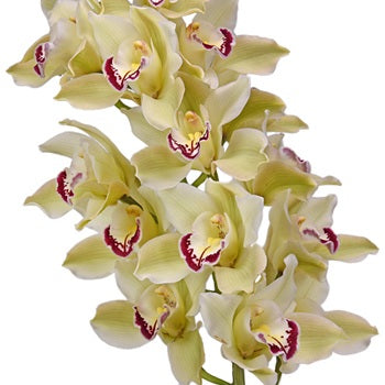 Cymbidium Orchids Light Green Dark Pink Lip
