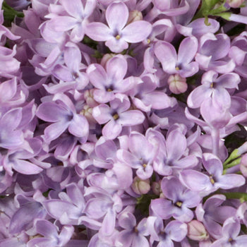 Syringa Lavender Lilac Flower