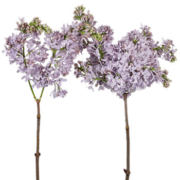 Buy fresh lilac Flower for weddings