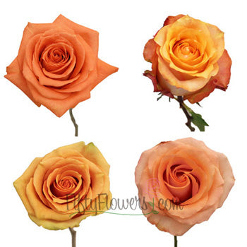 Light to Medium Orange Roses