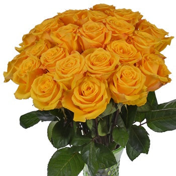 Lighthouse Yellow Rose