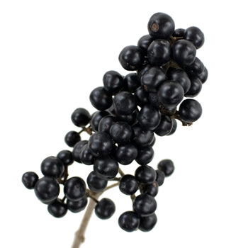 Fresh cut greens black pearl ligustrum berries filler flowers sold for delivery