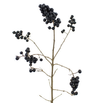 Single stem of black pearl ligustrum berries for sale near me