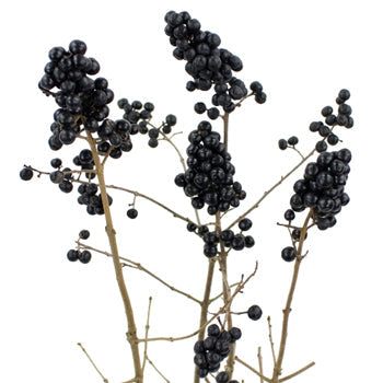 Bulk greenery black pearl ligustrum berries filler flowers sold near me for delivery