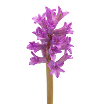 Hyacinth Lilac Flower May to December