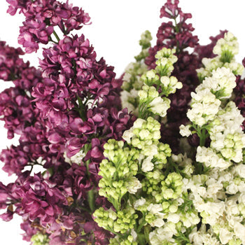 Premium White and Purple Lilac Flower Mix