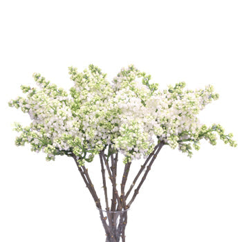 White Lilac Flower