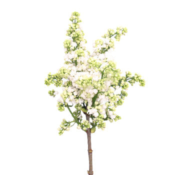 Designer White Lilac Flower