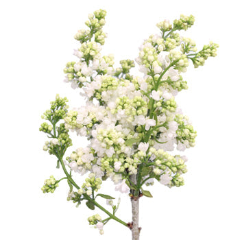 Designer White Lilac Flower