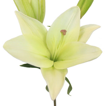 Ready To Go Wholesale Centerpieces Card