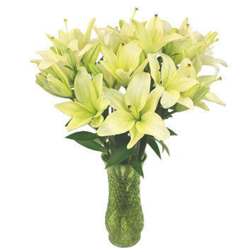 Creamy White Asiatic Lily