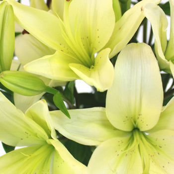 Creamy White Asiatic Lily