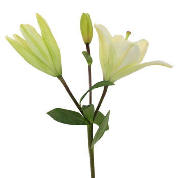 Creamy White Asiatic Lily