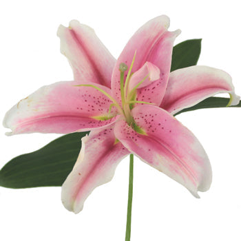 Pink Oriental Lilies