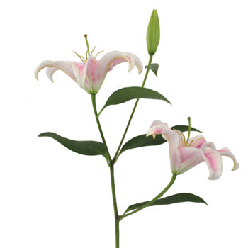 Pink Oriental Lilies