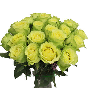 Limbo Green Yellow Rose