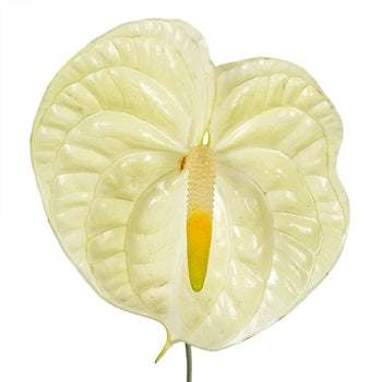 Anthurium Key Lime Tropical Flower