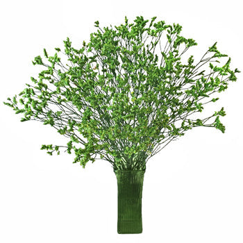Bright Green Airbrushed Limonium