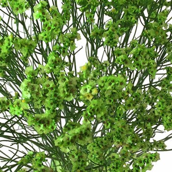 Bright Green Airbrushed Limonium