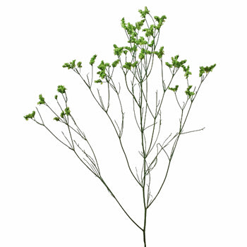 Bright Green Airbrushed Limonium