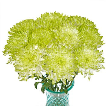 Electric Apple Chrysanthemum Cremon
