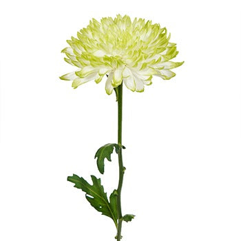 Electric Apple Chrysanthemum Cremon