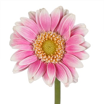 Pink Neon Piccolini Gerbera Daisy