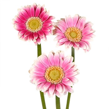 Pink Neon Piccolini Gerbera Daisy