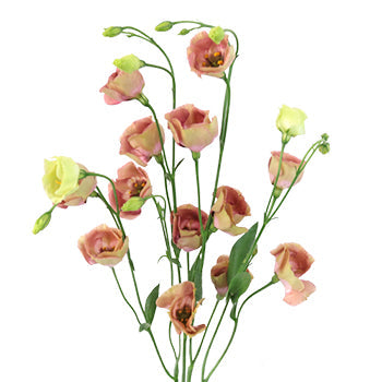 Terracotta Rose Single Lisianthus Flower for October to May Delivery