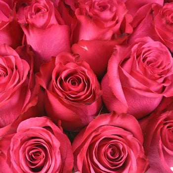 Lola Shade Bulk Rose