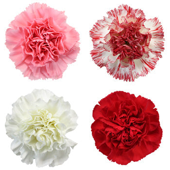Carnation Love Pack Flower Up Close