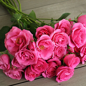Raspberry Burst Spray Roses