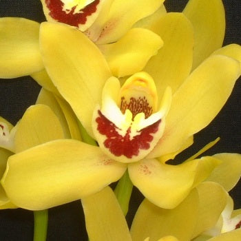 Mini Cymbidium Orchids Sunny Yellow