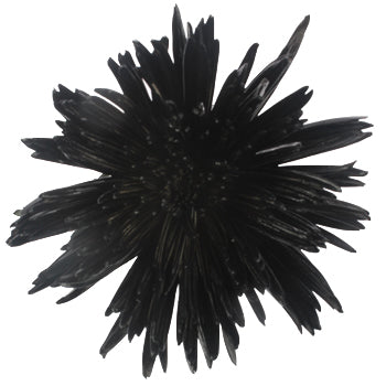 Gothic Black Airbrushed Spider Mum