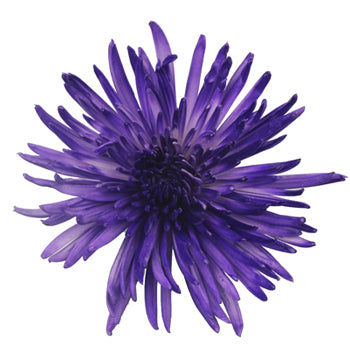 Midnight Purple Airbrushed Spider Mum