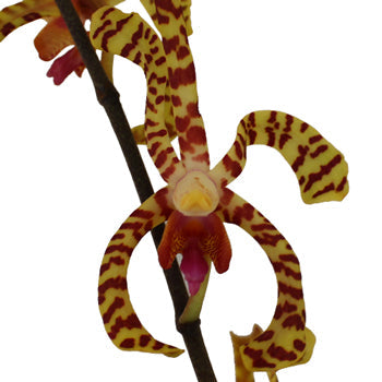 Yellow Pink Tiger Aranthera Orchids