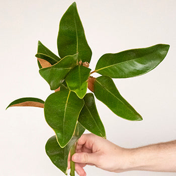Magnolia Greenery Stem