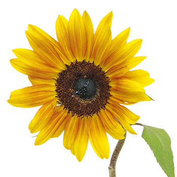 Ring of Fire Sunflowers
