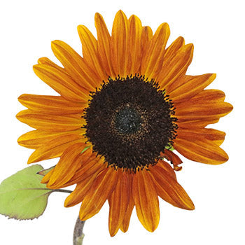 Ring of Fire Sunflowers