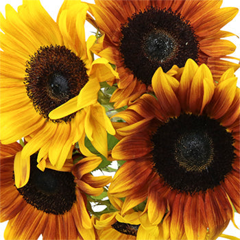 Ring of Fire Sunflowers