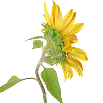 Ring of Fire Sunflowers