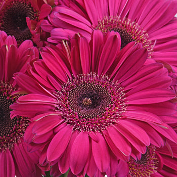 Unique Pink Gerbera Daisy