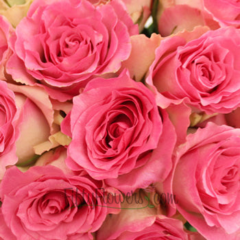 Malibu Pink Rose