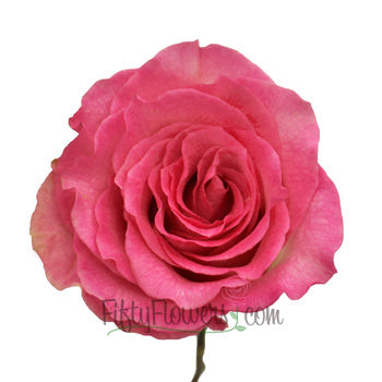 Malibu Pink Rose