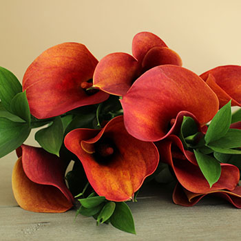 Mango Mini Callas Centerpieces