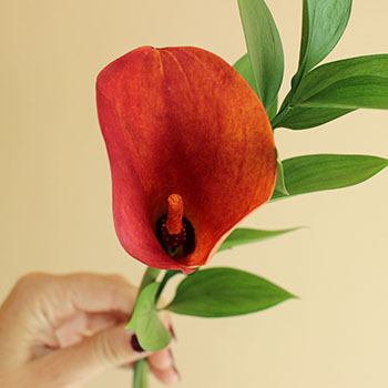 Mango Mini Callas Centerpieces