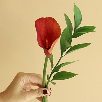 Mango Mini Callas Centerpieces