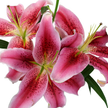 Manifesto Oriental Lily